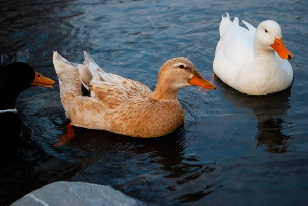 Gansos Coloridos Nadando Medio Del Lago Gansos Amarillos Blancos Negros — Foto de Stock