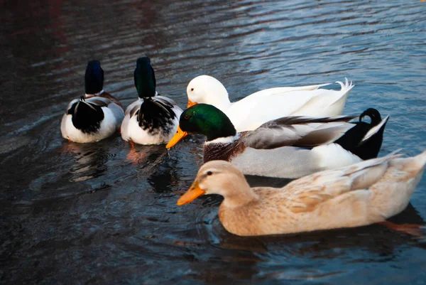 Gansos Coloridos Nadando Medio Del Lago Gansos Amarillos Blancos Negros — Foto de Stock