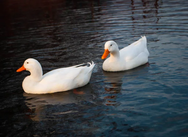 Dos Hermosos Gansos Blancos Nadando Medio Del Lago Gansos Blancos — Foto de Stock