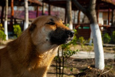 Güneş ışığının altında sarı bir sokak köpeğinin resmi. Kesik kulaklı ve gözleri kapalı bir köpek yemek bekliyor.