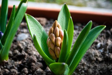Uzun düz yapraklı sarı bir yer konisi görüntüsü. Bitki sulu bir bitkiye benziyor.