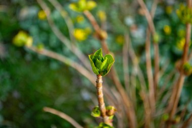 Bir dalın ucunda tomurcuklanan yaprakların yakın çekimi. Açılış otu. Bir tomurcuğa yakınlaş