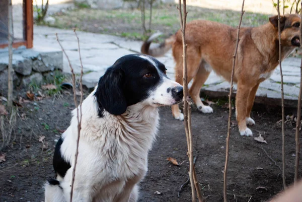 Obraz Czarno Białego Psa Ulicznego Czekającego Nakarmienie Pies Patrzy Niecierpliwością — Zdjęcie stockowe