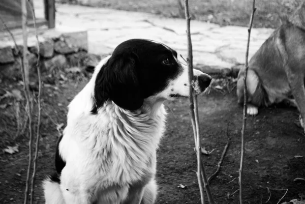 Black White Image Street Dog Sad Look Eyes — Stock Photo, Image