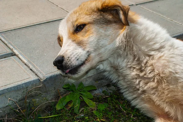 Kafası sınıra konmuş ve dilini hafifçe uzatarak yerde yatan köpeğin resmi. Gözlerinde hüzünlü bir bakış olan köpek.
