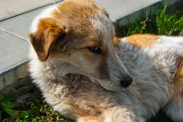 Kafası sınırda, gözleri utangaç bir şekilde yerde yatan köpeğin resmi..