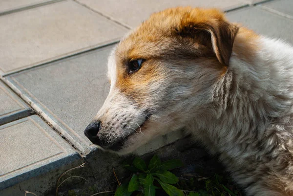 Kafası sınırda yerde yatmış bir köpeğin resmi. Gözlerinde hüzünlü bir bakış olan köpek.