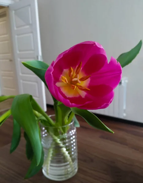 Masanın üzerindeki cam vazoda açılan pembe lale resmi. Pembe laleye yakın çekim. Yakınlaştır lale