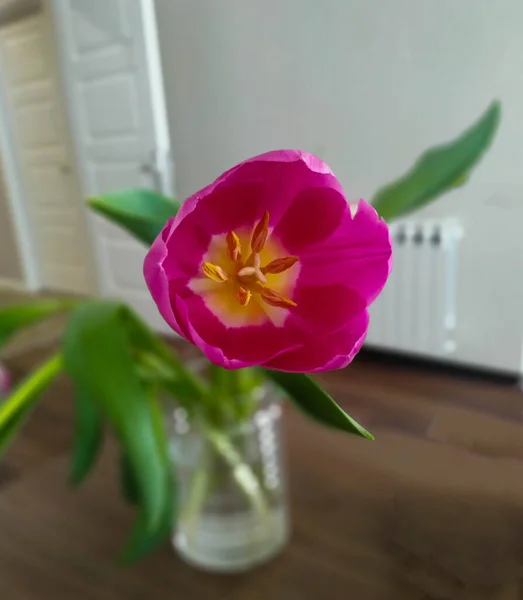 Masanın üzerindeki cam vazoda açılan pembe lale resmi. Pembe laleye yakın çekim. Yakınlaştır lale
