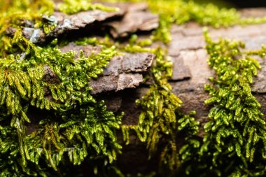 Close up of moss on the bark