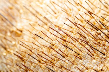 Yaban domuzu yüzeyi