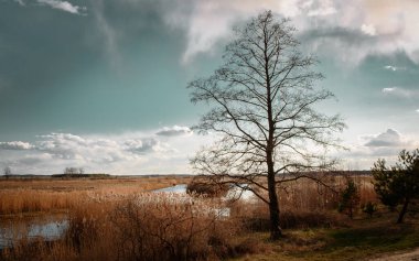  Sazlıklarla dolu göletin yanında güzel bir akşam. Bahar atmosferi, mavi gökyüzü, gün batımı, vahşi ve güzel bir yer.