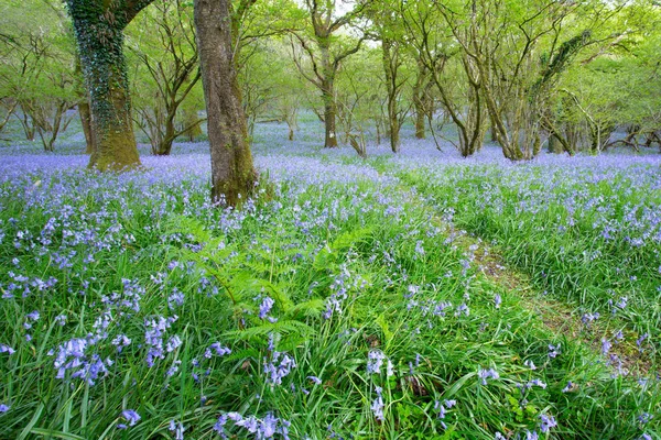 English bluebell woodland Stock Image