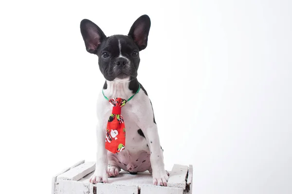Bulldog Vestido Con Corbata Roja Encima Una Caja Blanca Sobre — Foto de Stock