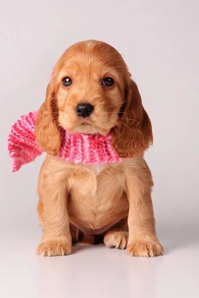 Cocker Spaniel Puppy Grijze Achtergrond — Stockfoto