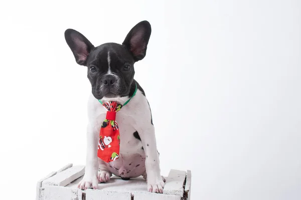 Bulldog Vestido Con Corbata Roja Encima Una Caja Blanca Sobre — Foto de Stock