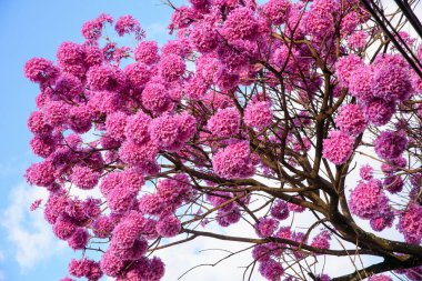 The beautiful pink trees in flowers  over a sky background. clipart