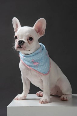 Buldog mavi eşarp takmış koyu arka planda beyaz bir kutunun üstünde koyu bir arka planda.