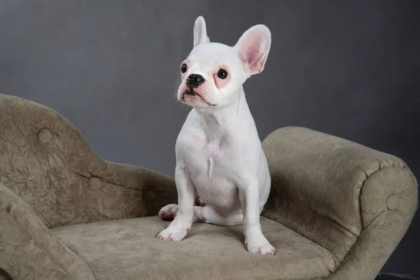 Bulldog Francés Pequeño Sillón Con Fondo Gris — Foto de Stock