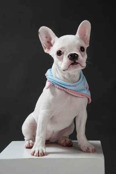 Bulldog Vestido Con Bufanda Azul Sobre Fondo Oscuro Sobre Una —  Fotos de Stock