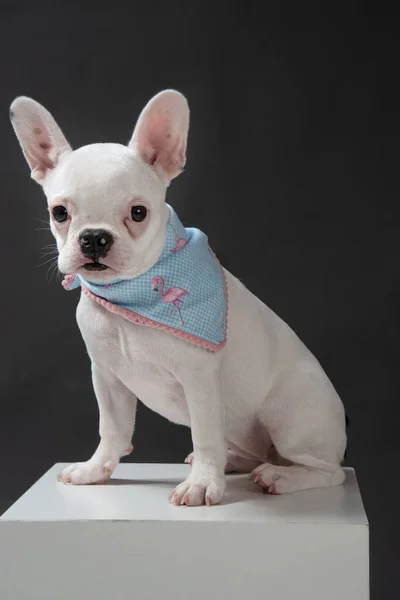 Bulldog Dressed Blue Scarf Dark Background Top White Box Dark — Stock Photo, Image