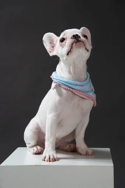 Bulldog Vestido Con Bufanda Azul Sobre Fondo Oscuro Sobre Una — Foto de Stock