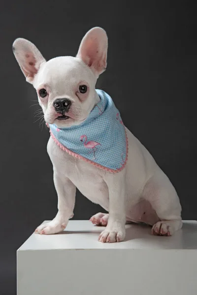 Bulldog Dressed Blue Scarf Dark Background Top White Box Dark — Stock Photo, Image