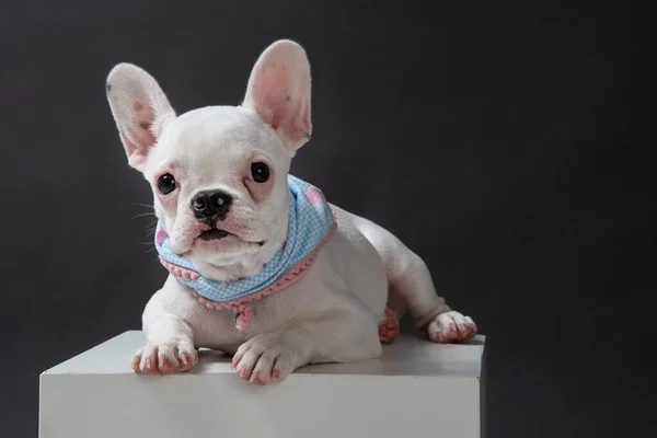 Bulldog Vestido Con Bufanda Azul Sobre Fondo Oscuro Sobre Una —  Fotos de Stock