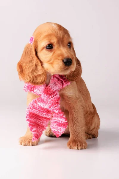 Cocker Spaniel Puppy Grey Background — Stock Photo, Image