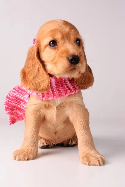 Cocker Spaniel Puppy Grey Background — Stock Photo, Image