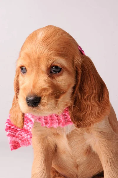 Cocker Spaniel Puppy Grijze Achtergrond — Stockfoto