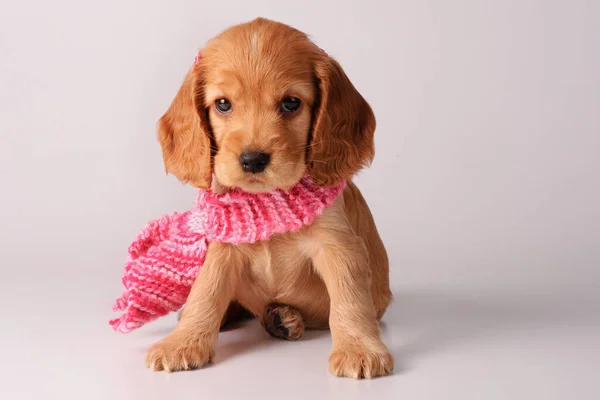 Cocker Spaniel Cachorro Fondo Gris —  Fotos de Stock