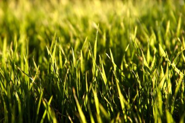 green grass. Background, texture.
