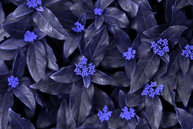 background, layout from the leaves. Nature concept.