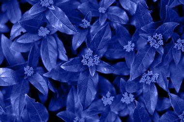  background, layout from the leaves. Nature concept. plant with Classic Blue Pantone color of the year 2020