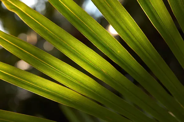 Foglia Palma Tropicale Primo Piano Sfondi Texture — Foto Stock