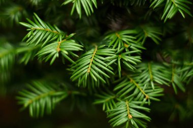 Her zaman yeşil olan fabrikayı kapatın. Doğa konsepti.
