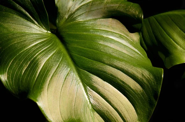 Foglia Verde Una Pianta Tropicale Primo Piano — Foto Stock