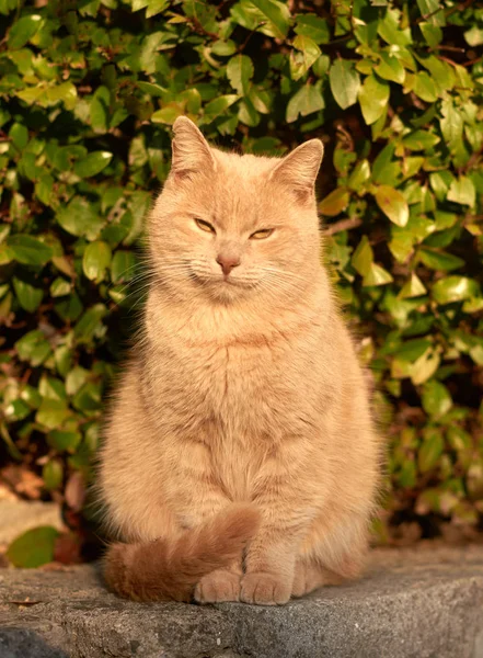 在阳光灿烂的日子里 一只可爱的红猫坐在街上的特写 — 图库照片