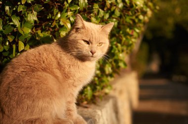 Büyük kırmızı kedi güneşli bir günde parkta yürür..
