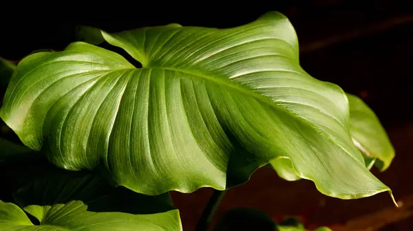 Foglia Verde Una Pianta Tropicale Primo Piano — Foto Stock