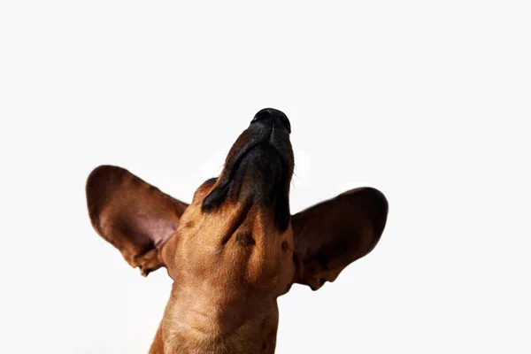 Dachshund Pies Rasa Patrzy Górę Leżąc Białym Tle — Zdjęcie stockowe