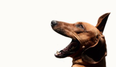 Beyaz arka planda, fotokopi odasına bakan köpeğin stüdyo resmi..