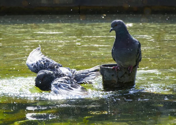 Городские голуби купаются в фонтане в солнечный день . — стоковое фото