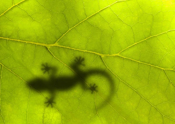 Little lizard sits on a green leaf