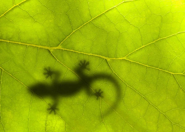 Little lizard sits on a green leaf Royalty Free Stock Photos