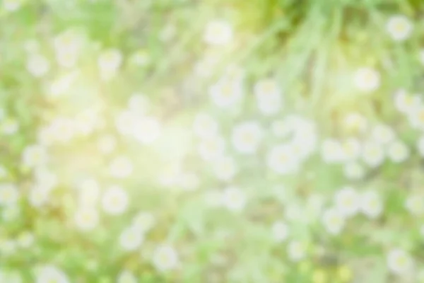 Projeleriniz için bulanık doğal narin, hafif, çiçekli arkaplan