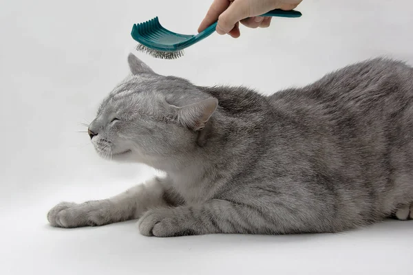 child is combing a cat. Pet care.