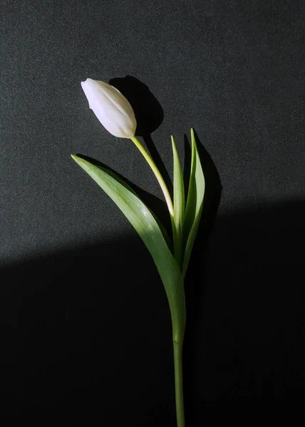 Siyah bir zemin üzerinde beyaz lale bir güneş ışınıyla aydınlatılıyor.