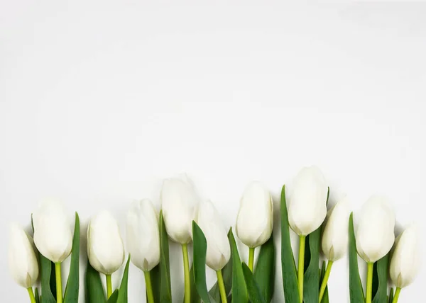 Floraler Hintergrund Weiße Tulpen Auf Weißem Hintergrund Platz Für Text Stockbild